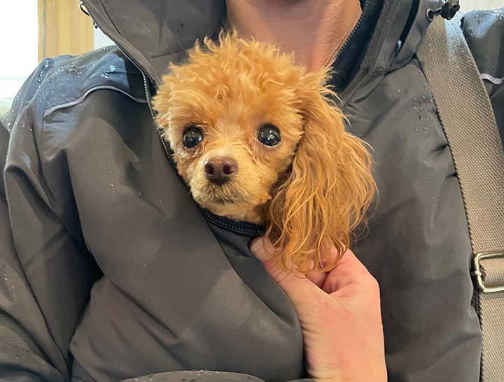 Do You Need A Health Certificate To Fly With A Dog