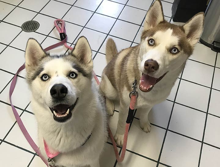 Ashburn Veterinary Nutritionist | Pet nutritionist